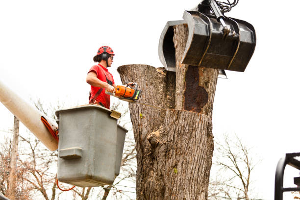 Best Tree Maintenance Programs  in St Marys, GA